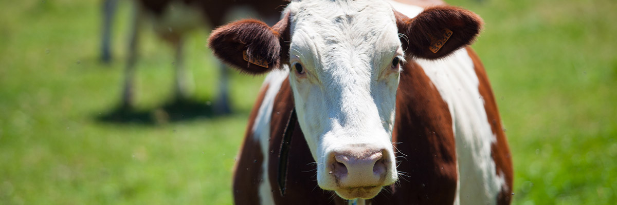 Contabilidade para pecuária Contabilidade para pecuária