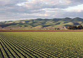 Contabilidade para fazenda