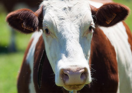 Contabilidade para pecuária